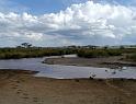 Egyptian geese in low river